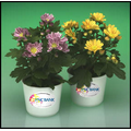 Mini Chrysanthemum Plants